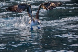 blue-footed-boobie-fishing