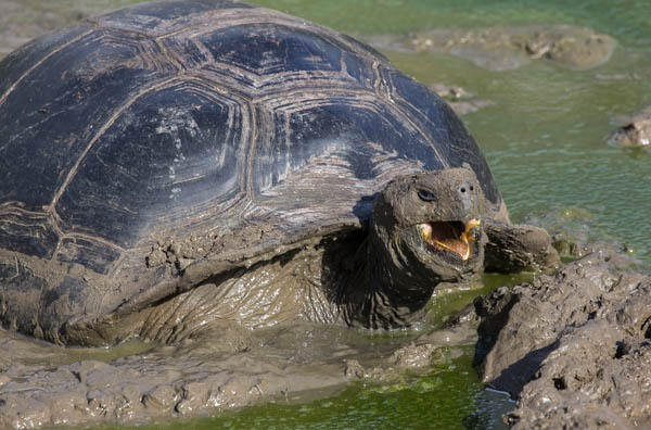 tortoise-in-chato-lagoon