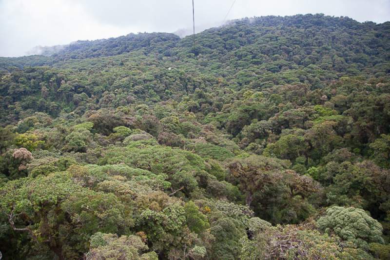 foresta-monteverde
