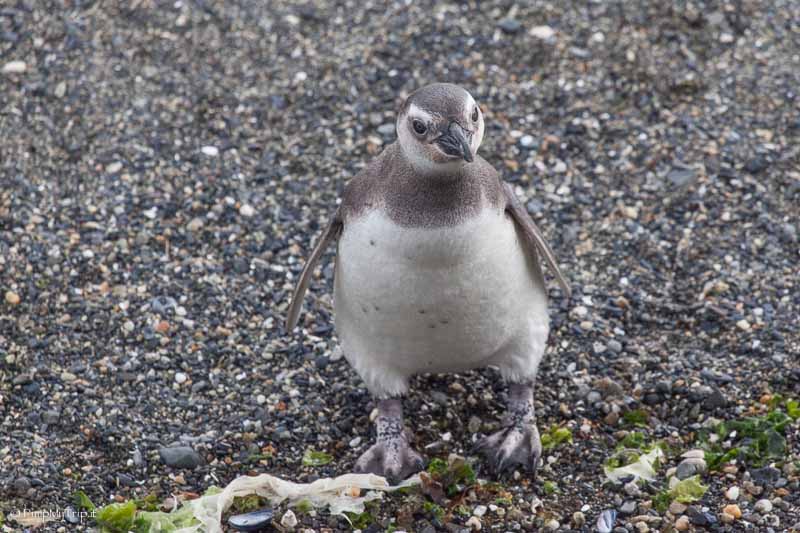 pinguino magellano