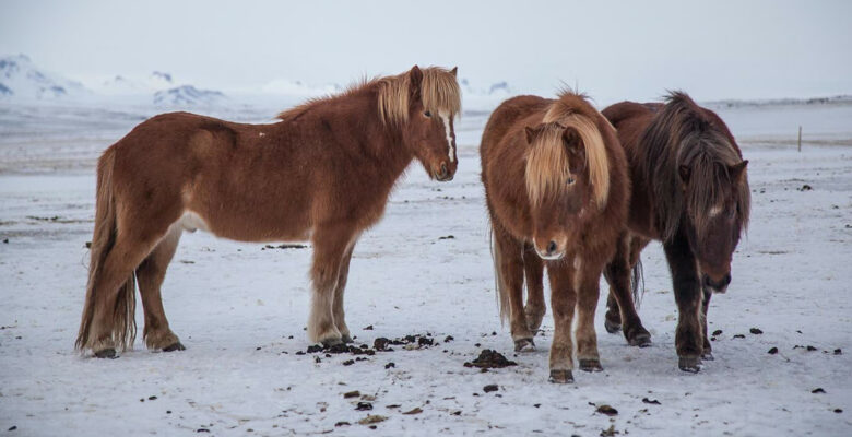 Cavallini islandesi sulla neve d'Islanda