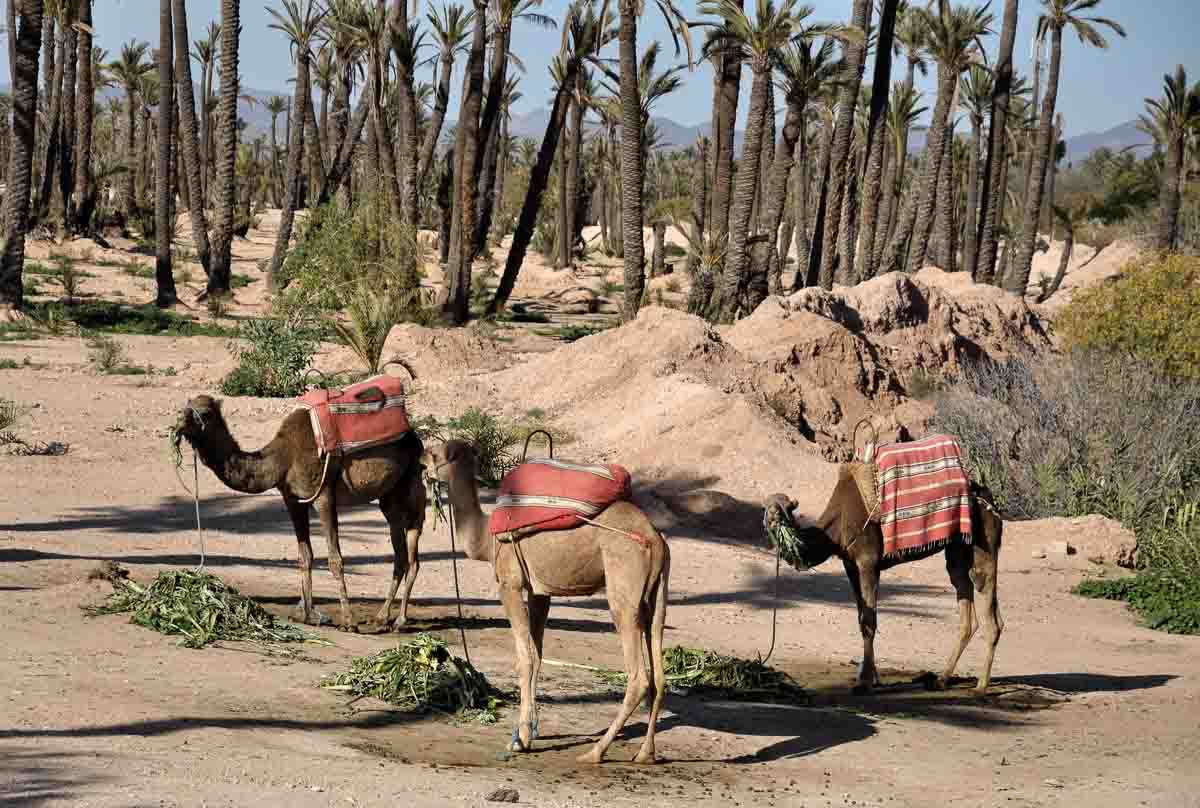 palmeraie-marrakech