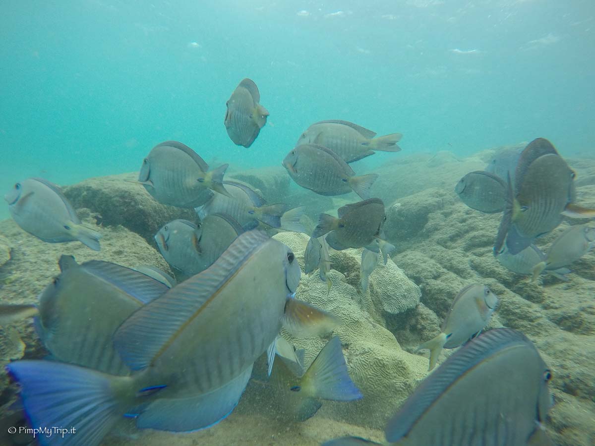 snorkeling-colombia