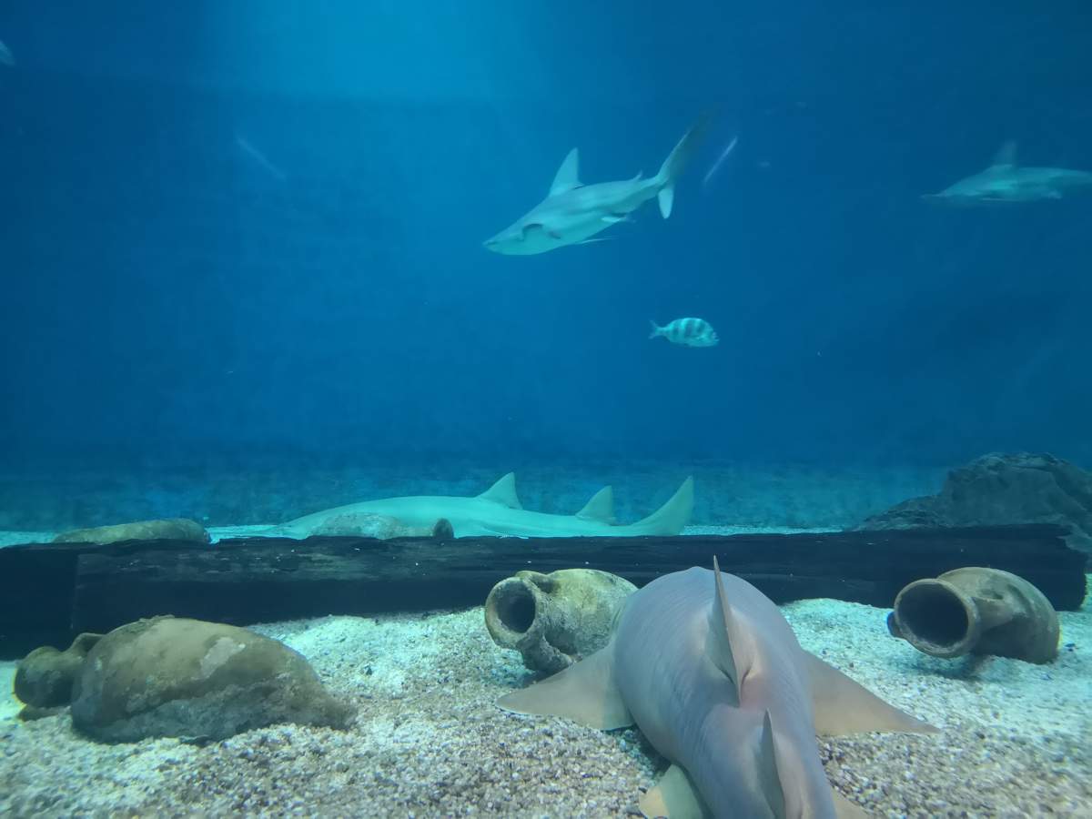 vasca squali