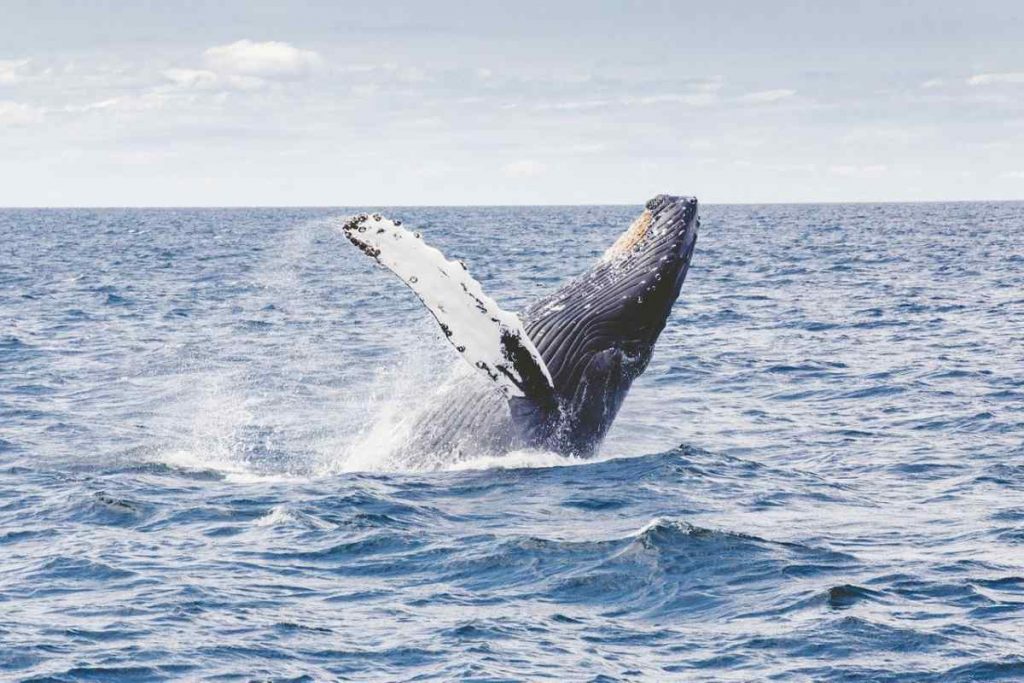 whale watching Tenerife