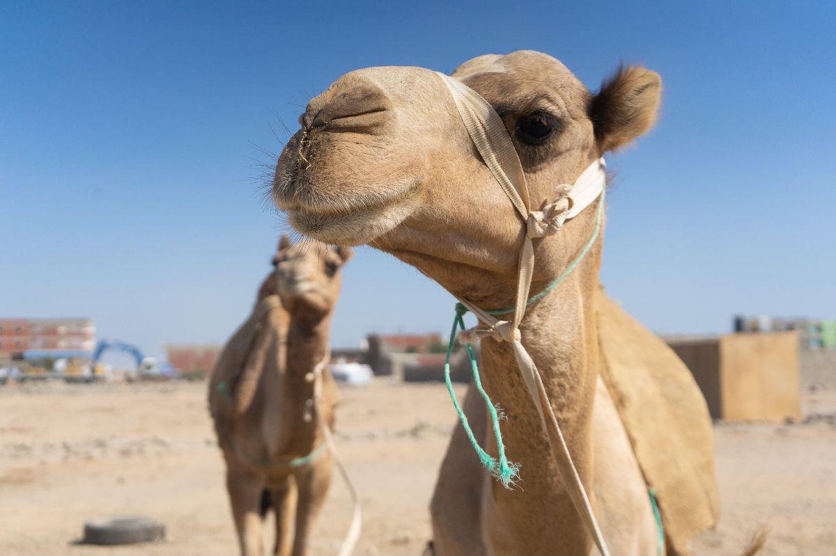 Mercato dei cammelli di El Shalatin