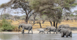 Paesaggio della Tanzania con elefanti di Martina Santamaria