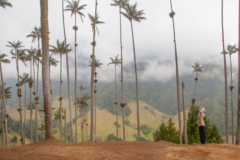 Panorama della Valle di Cocora con le palme da cera