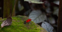 Rana rossa della Costa Rica by Martina Santamaria